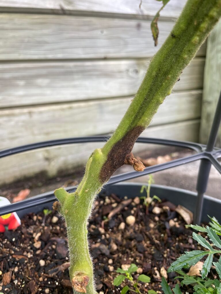 Need advise: Should I kill this diseased tomato plant or wait for it to wilt?