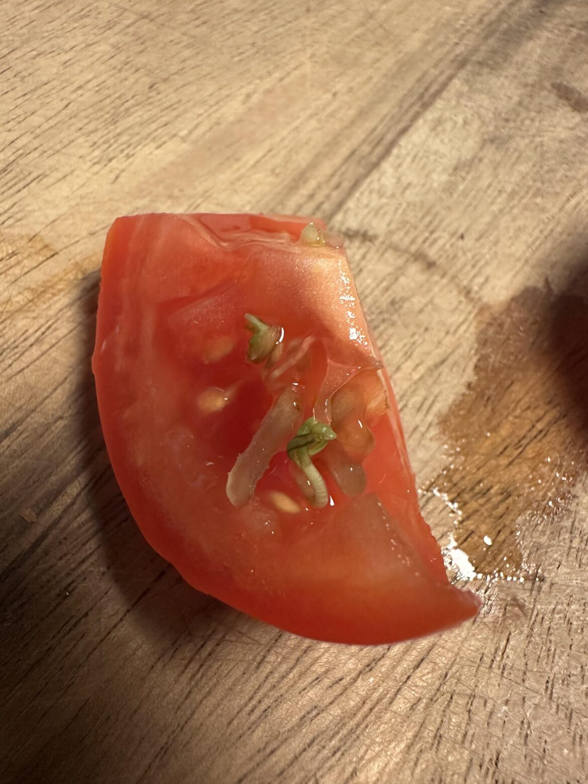 Cut open a tomato and found it already trying to start its next life 🌱🍅