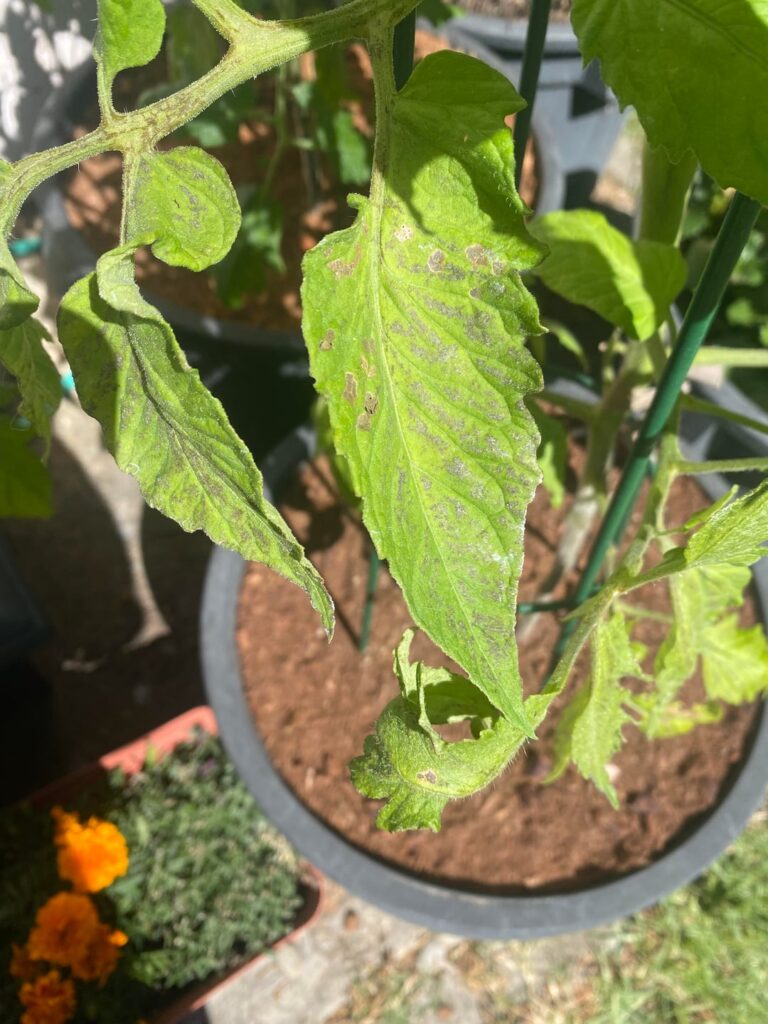 What am I looking at? What am I looking at?