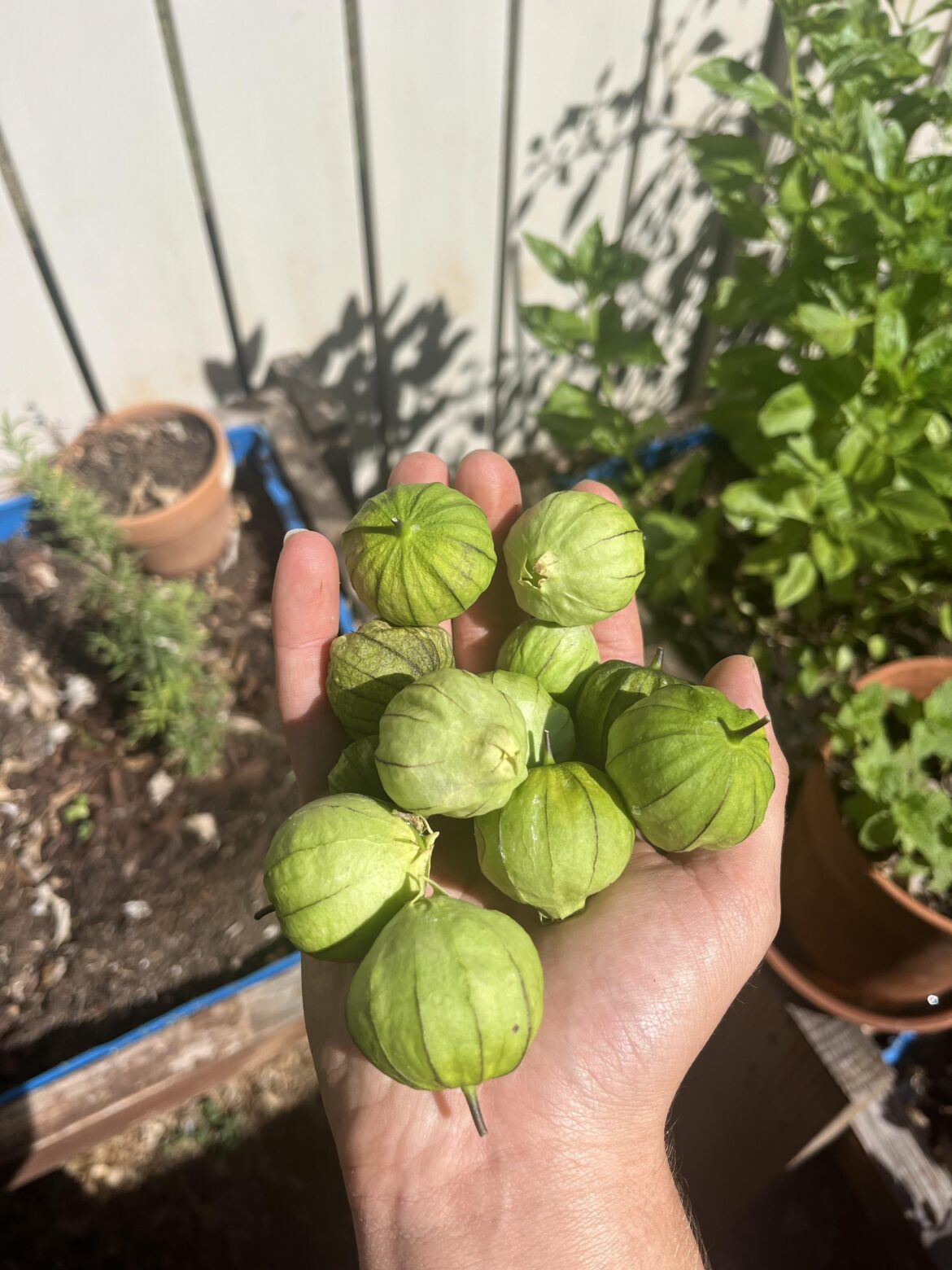 Did I harvest too early?