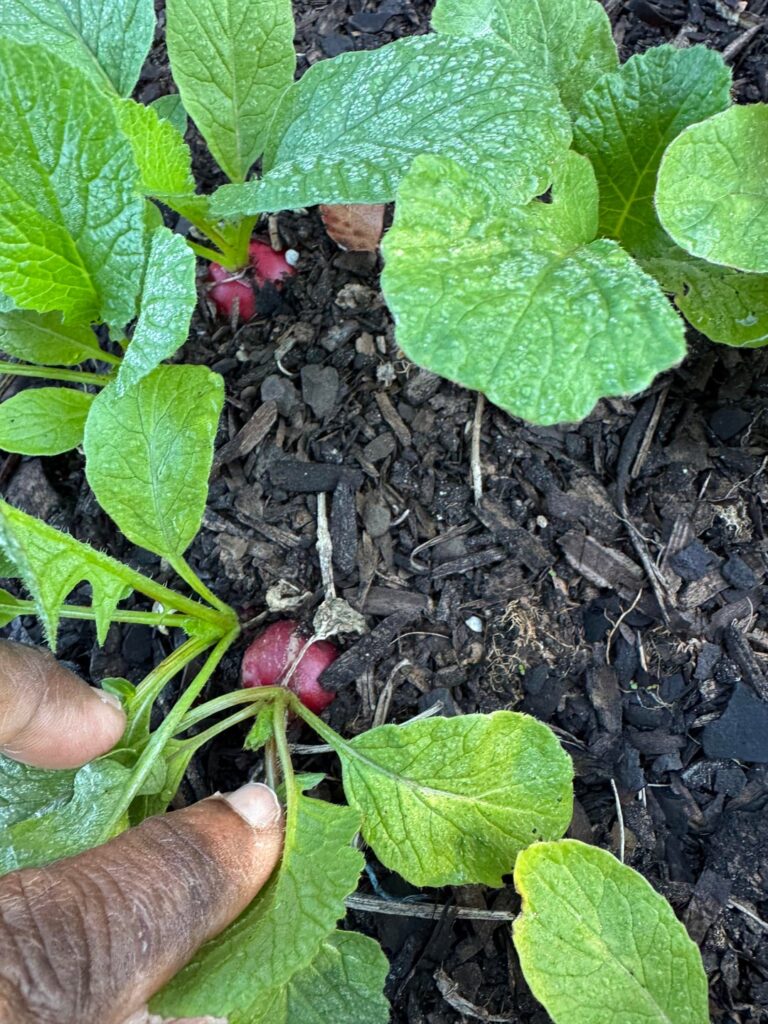 How do I know when they are ready