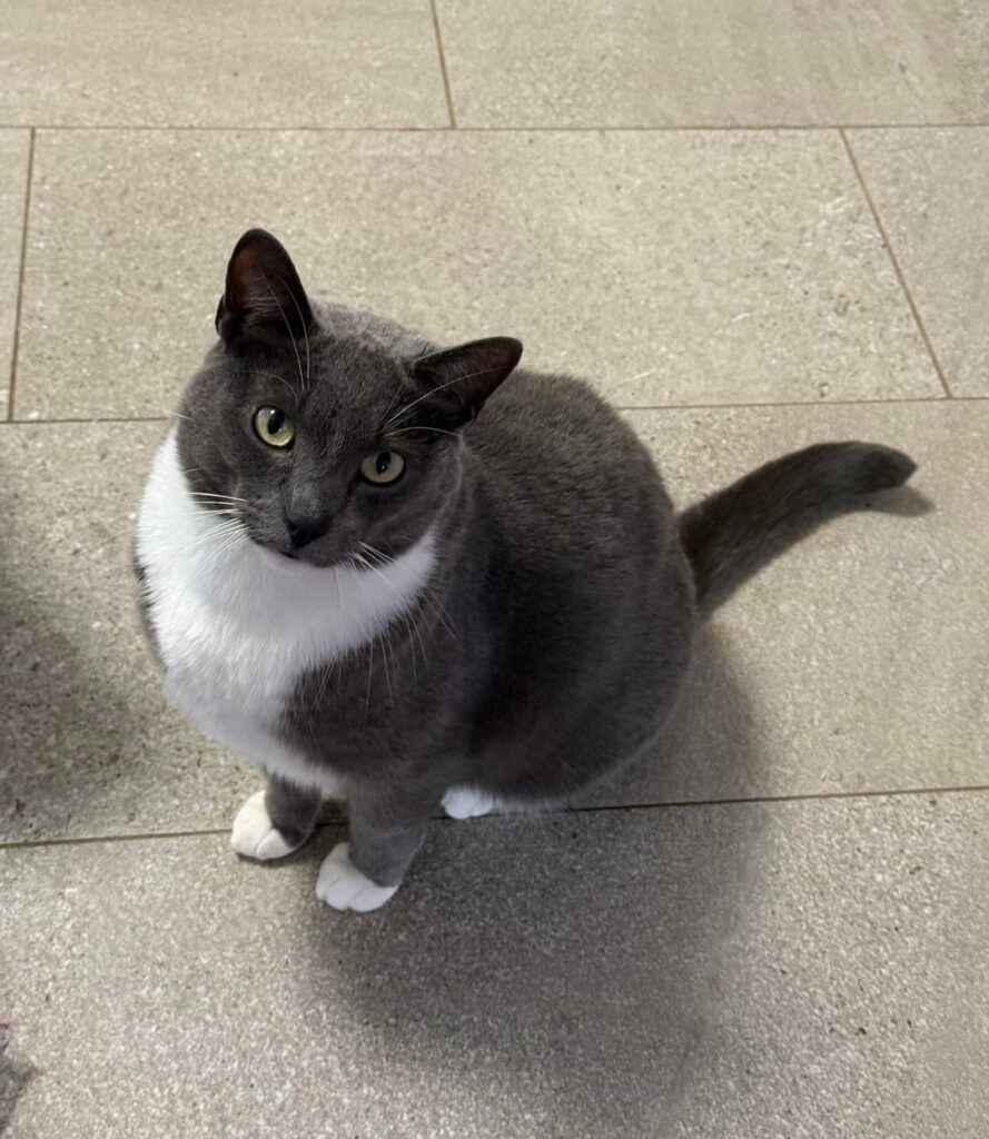 No chives today? Here’s Chives instead! No chives today? Here’s Chives instead!