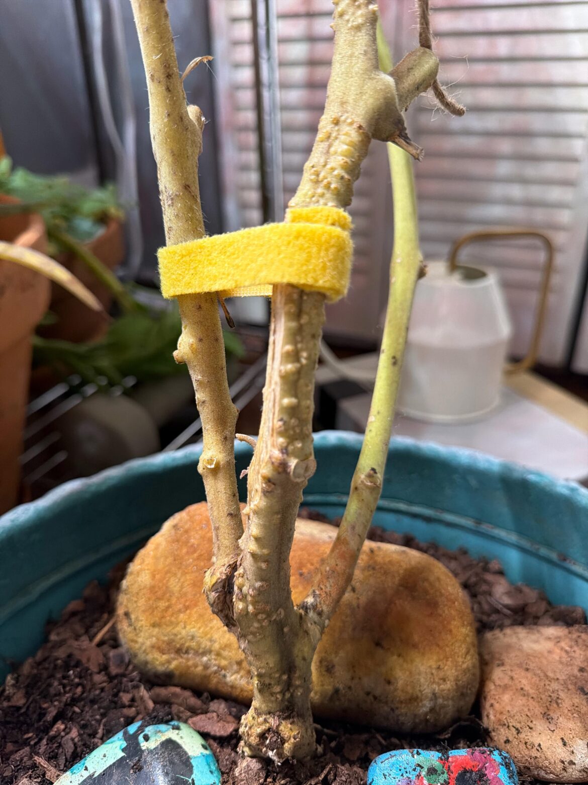 Help, this tomato plant has been cursed since day one! Wtf is happening