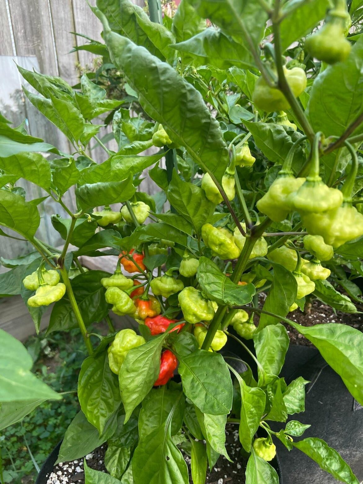 Anyone know this pepper?