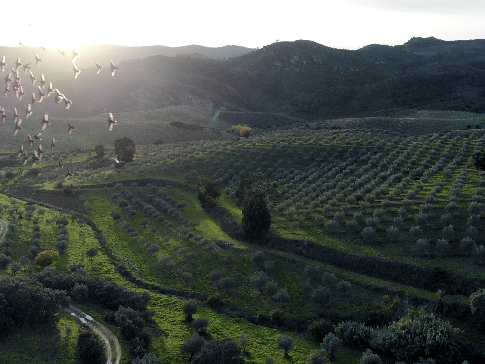 Dusk at an olive farm in Portugal