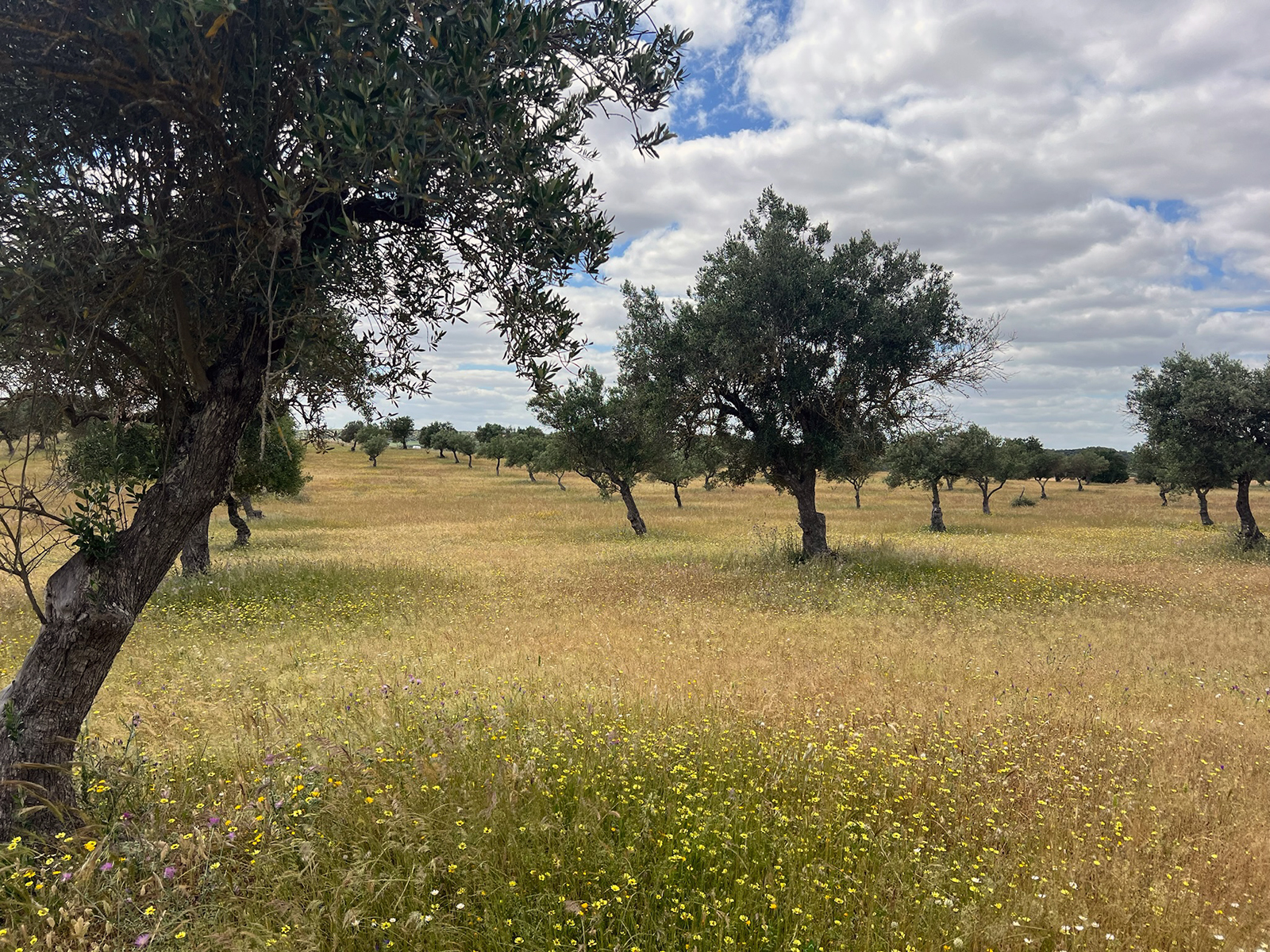 Olive trees on a farm in Portugal