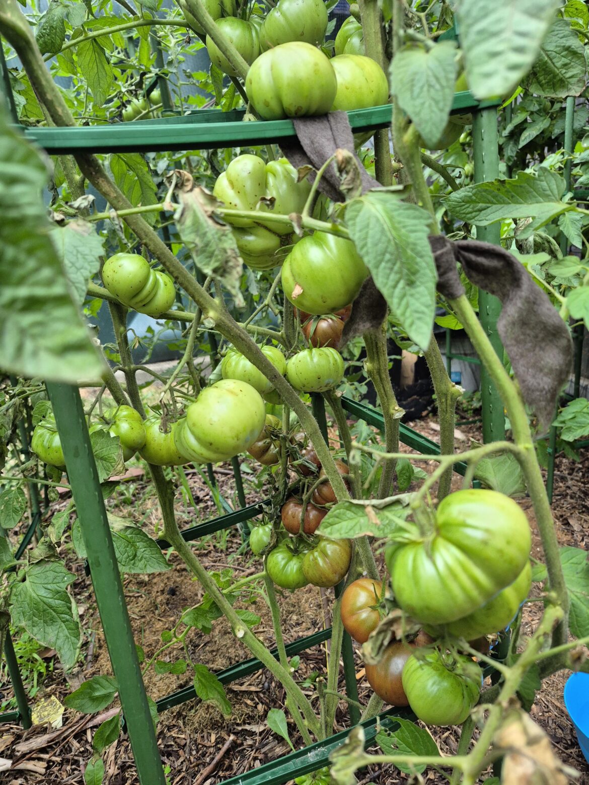 How do people feel about Black Russians?