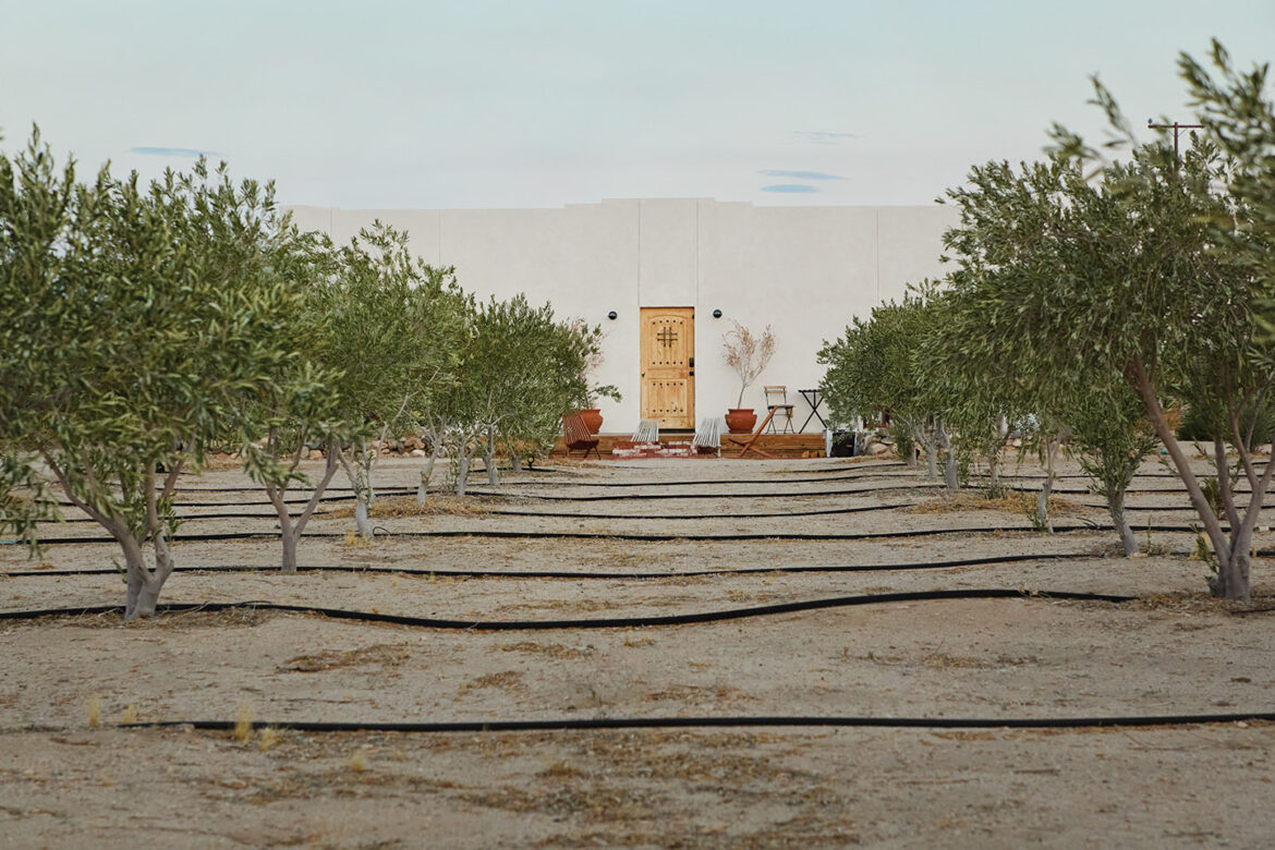 Father-Son Team Grows Olives in the High Desert