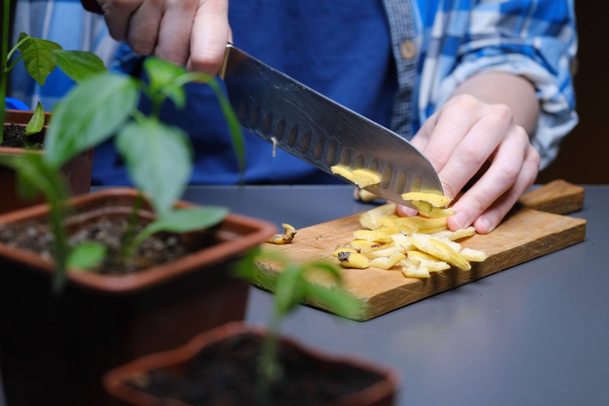 Person is using kitchen scraps as plant fertilizer