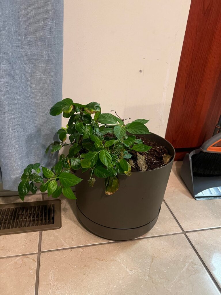 advice on wiri wiri plant