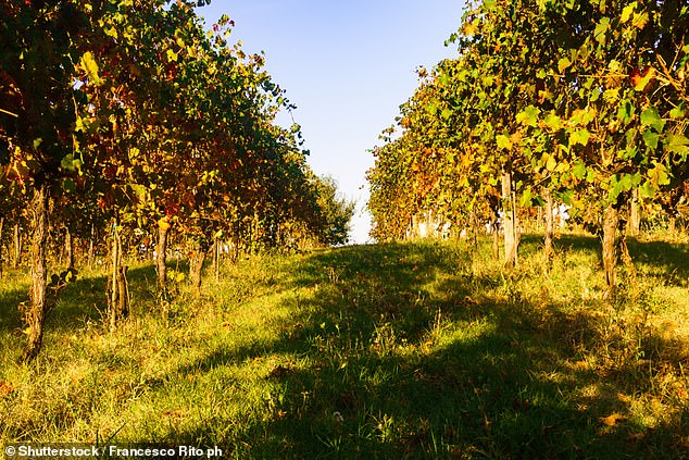Under the EU¿s protected foods scheme, true balsamic vinegar must be produced within the Modena and Reggio Emilia regions of Italy and made from certain grape varieties (file photo)