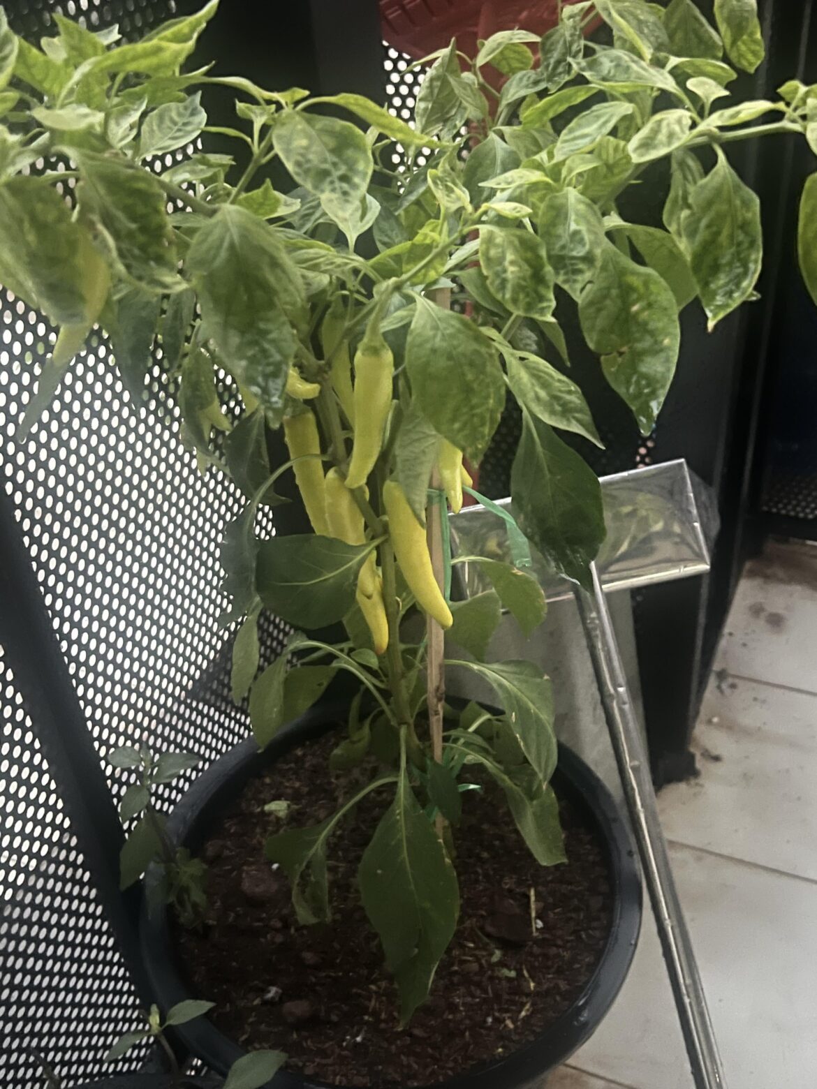 My first pepper plant