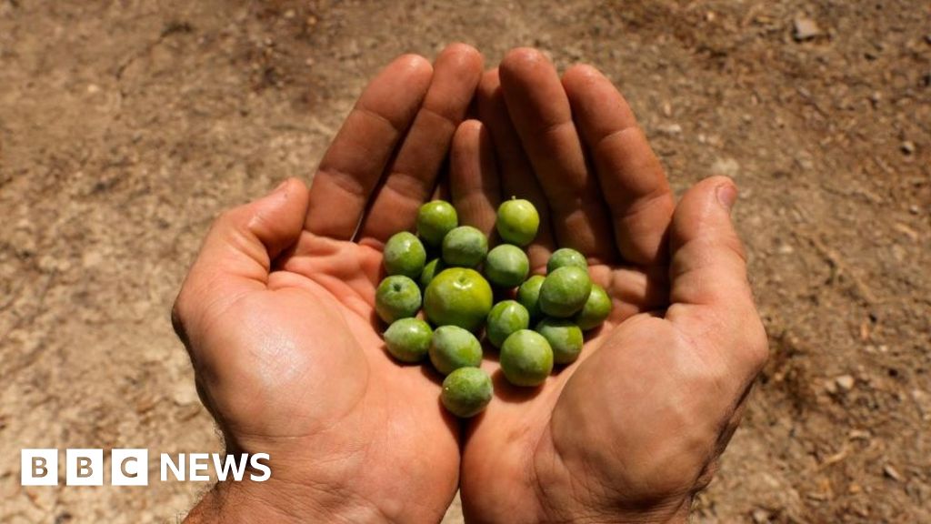 Olive oil price skyrockets as Spanish drought bites Olive oil price skyrockets as Spanish drought bites