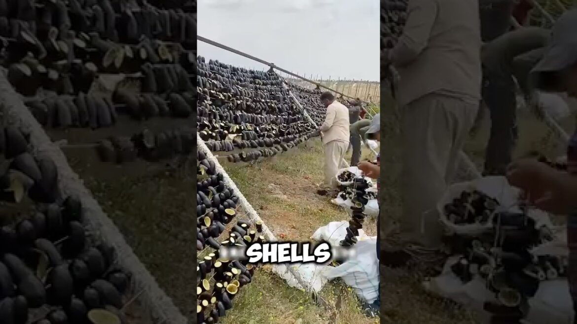 Making Traditional Turkish Sun Dried Stuffed Eggplant #cookingshorts #healthyrecipe #turkishfood