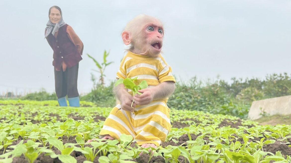 Monkey Xuzi vandalizes the vegetable garden and is caught by the farmer!