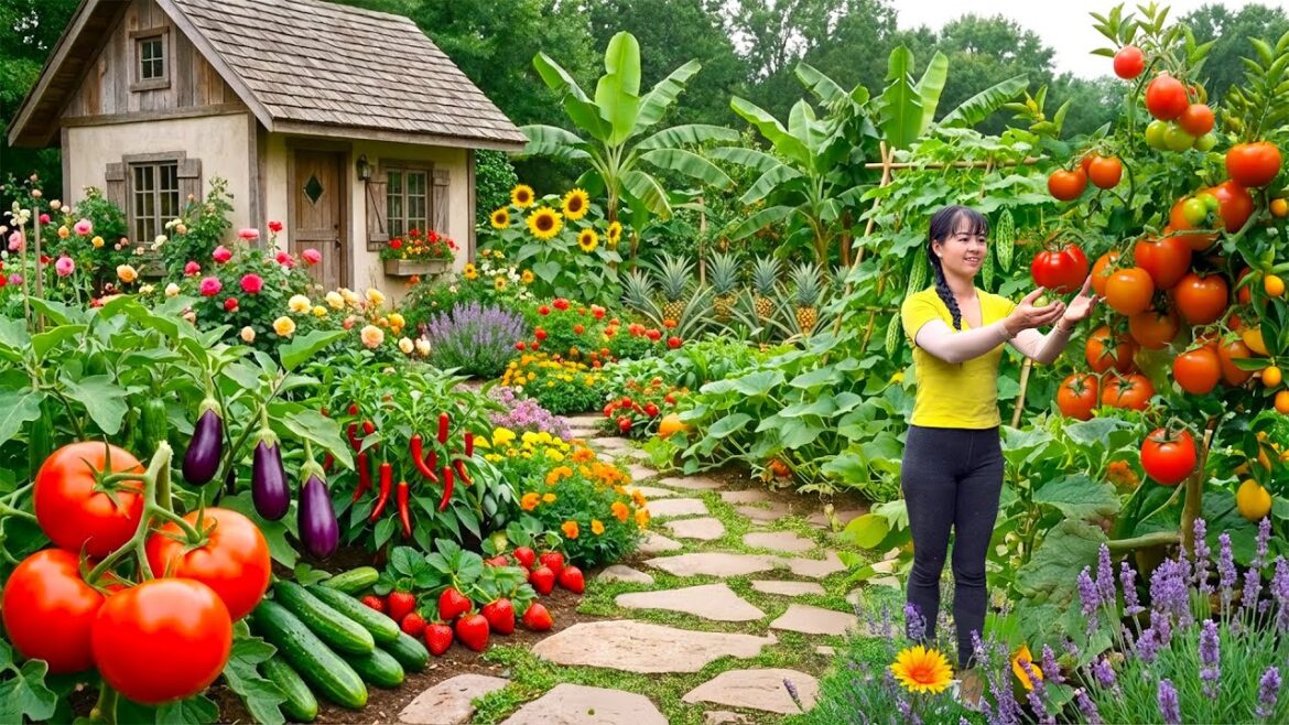 Peaceful Slow Living | Harvesting Organic Tomatoes & Vegetables in a Small Garden Peaceful Slow Living | Harvesting Organic Tomatoes & Vegetables in a Small Garden