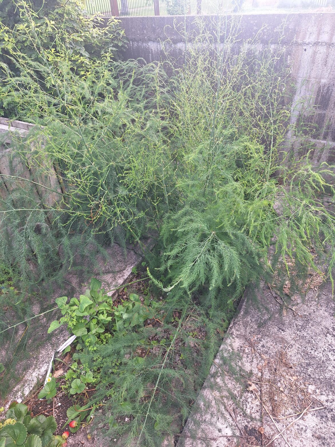 Asparagus help