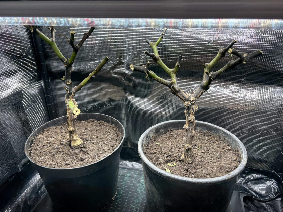 Overwintered scotch bonnets dead?