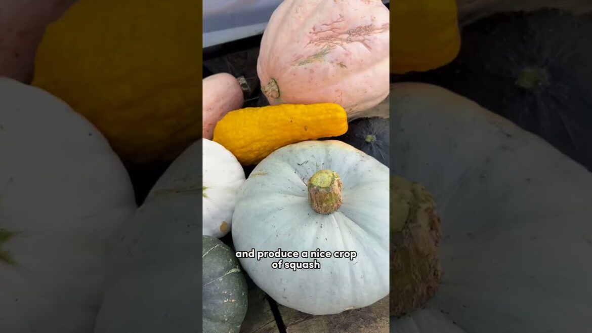 #gardeningtips #mulchingsolutions #vegetablegarden #growyourownfood #squash #gardeningtips #mulchingsolutions #vegetablegarden #growyourownfood #squash