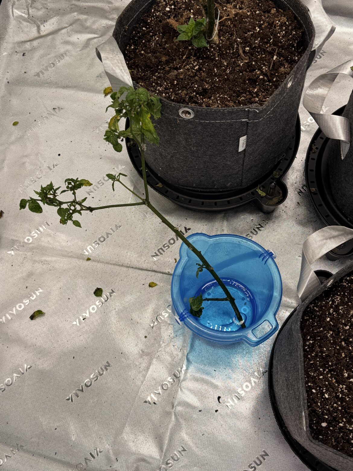 Cloning, am I doing this right?