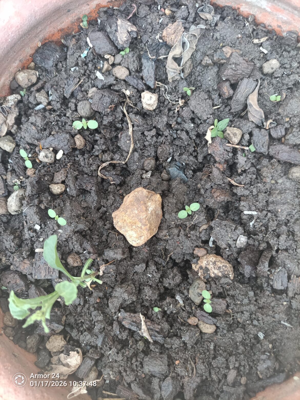 3 Months later. Are these finally a Carolina reaper?