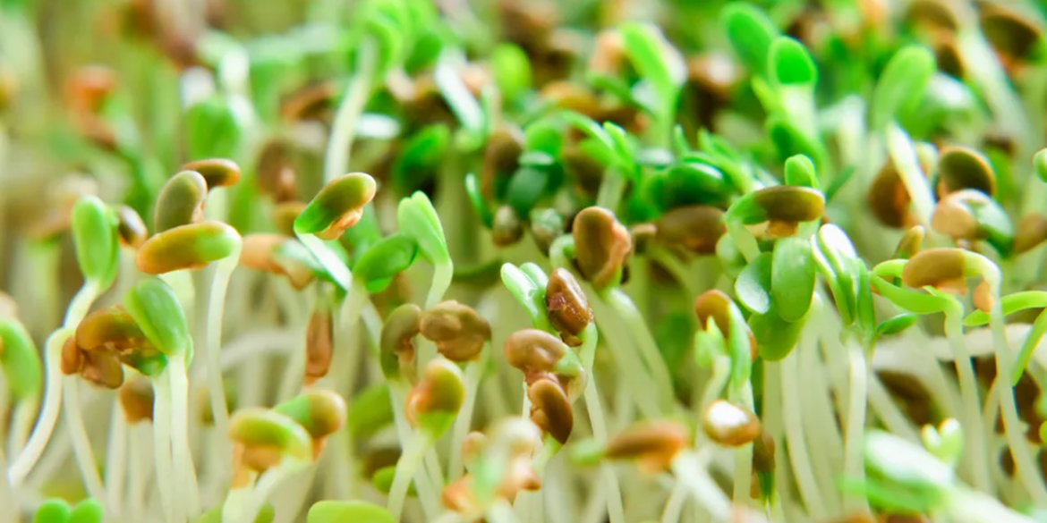 Italian audit uncovers unregistered sprout producers