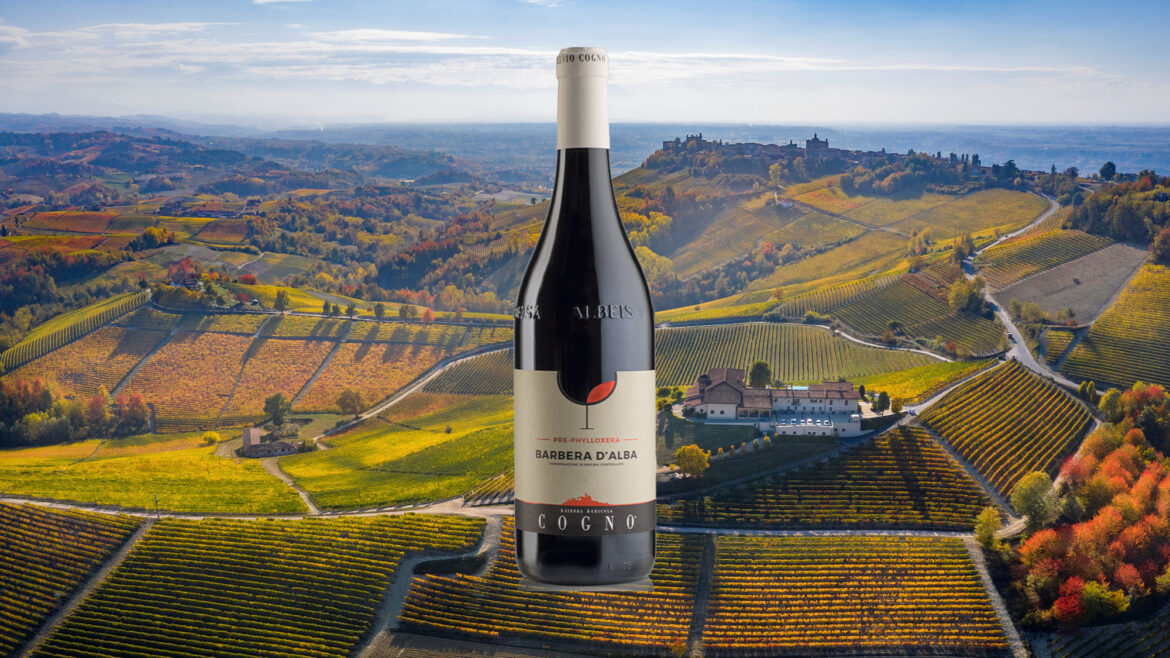 Wine Of The Week: Elvio Cogno Pre-Phylloxera Barbera 2023