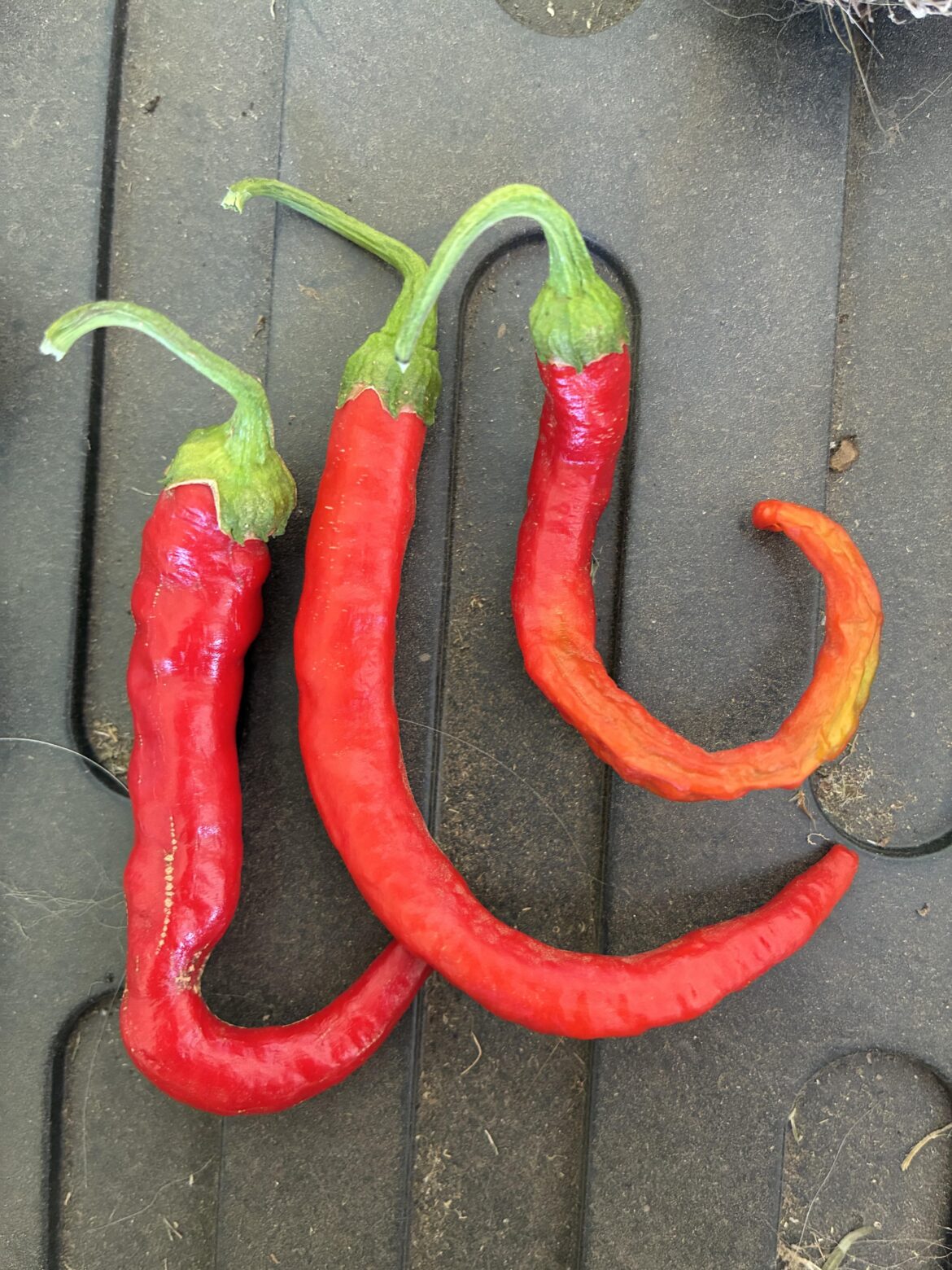 Any Id on these ones?