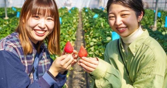 Have the berry best vacay at one of these five strawberry-picking experiences in Japan Have the berry best vacay at one of these five strawberry-picking experiences in Japan