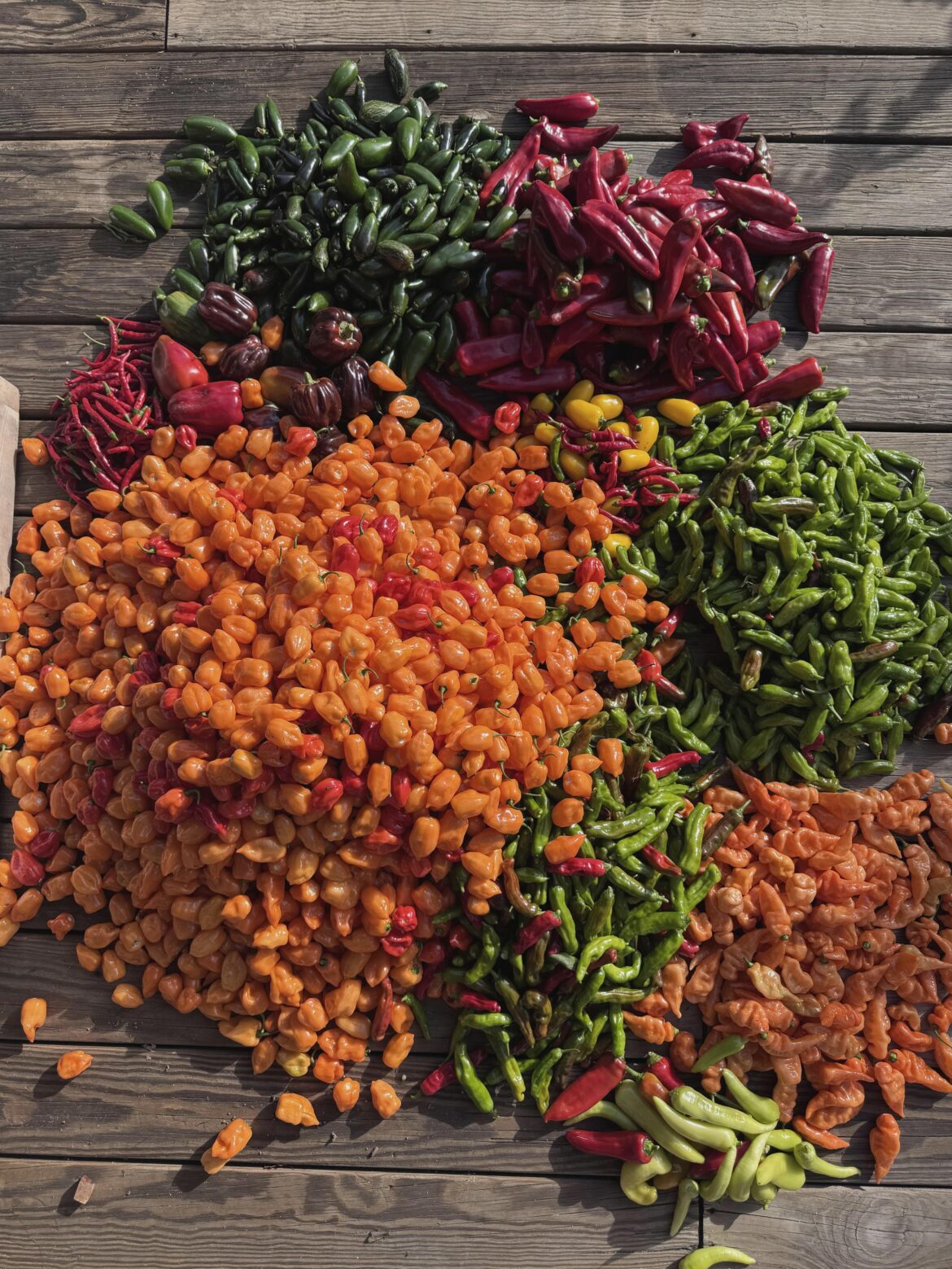 I love that peppers ripen when everything else is dying