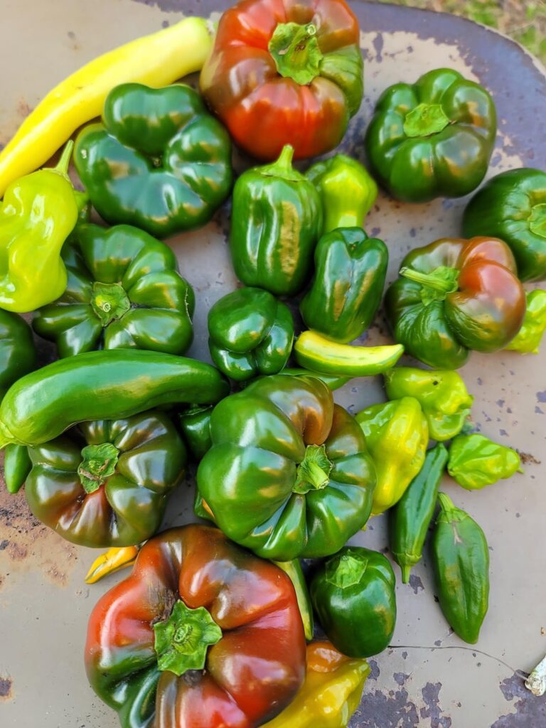 Winter Harvest before over wintering