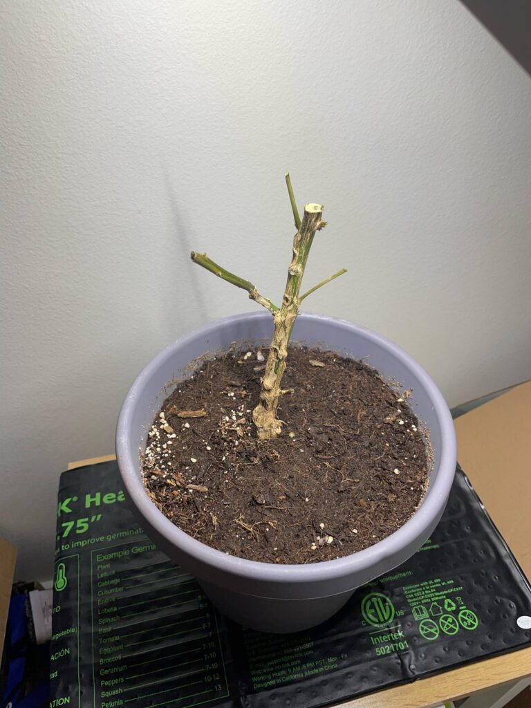 Bringing overwintered pepper out of overwintering