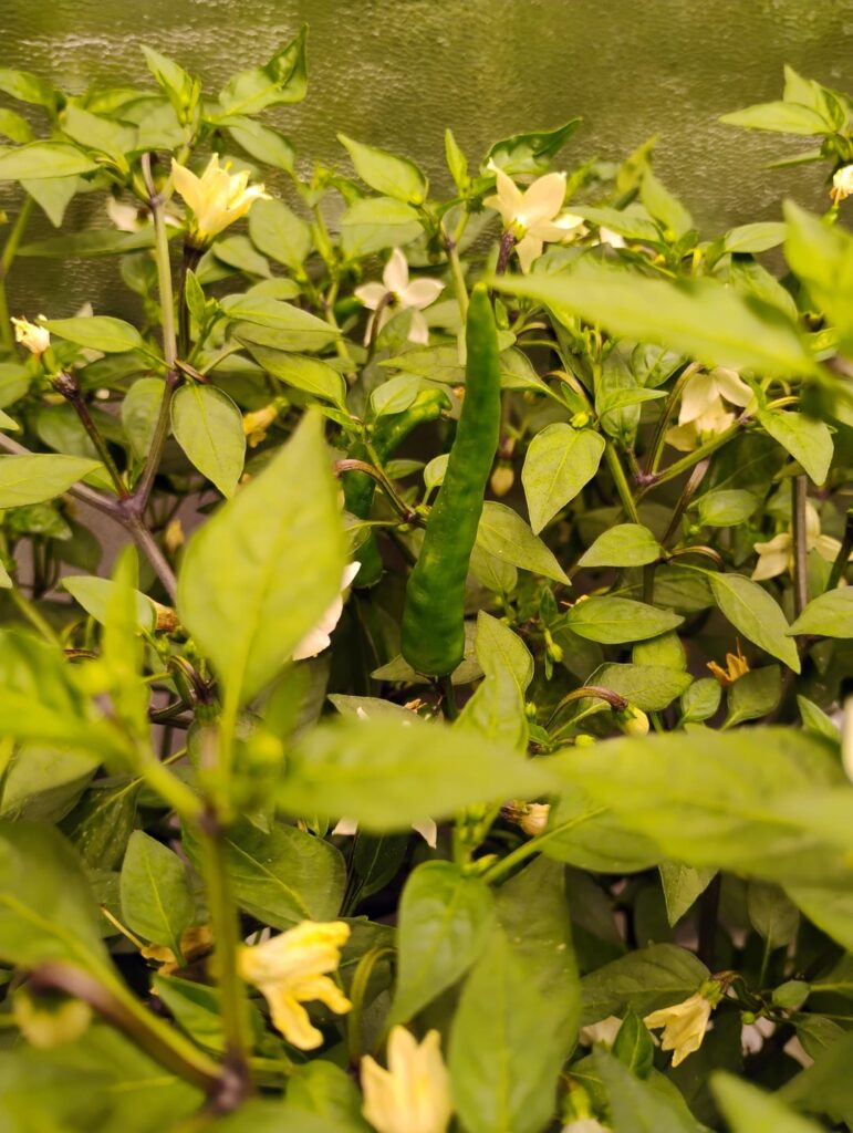 Thai Chili or Serrano?