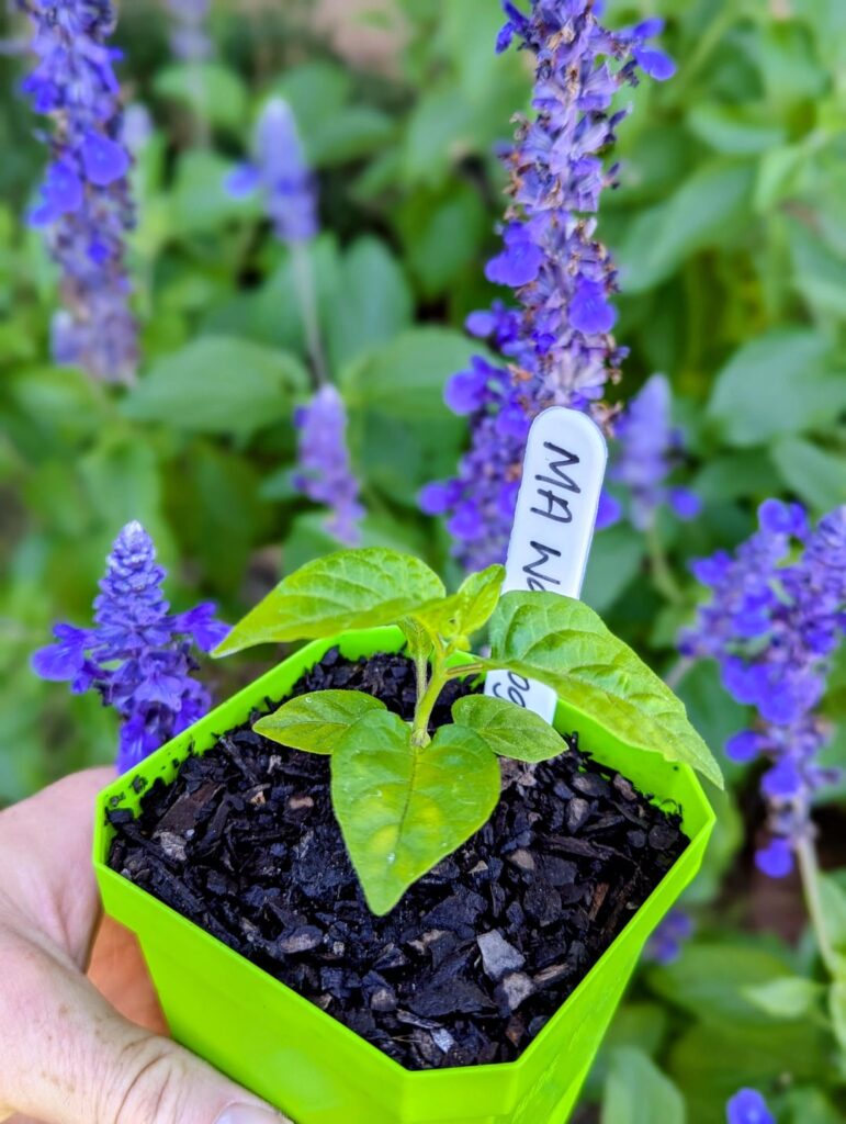 For my fellow Aussies 🌶️🇦🇺