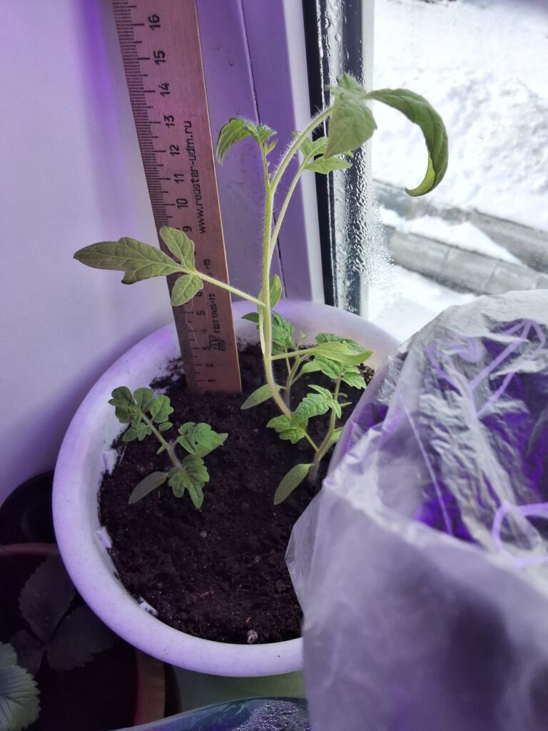 Do i need to replant my biggest tomato plant or i need a few wait?