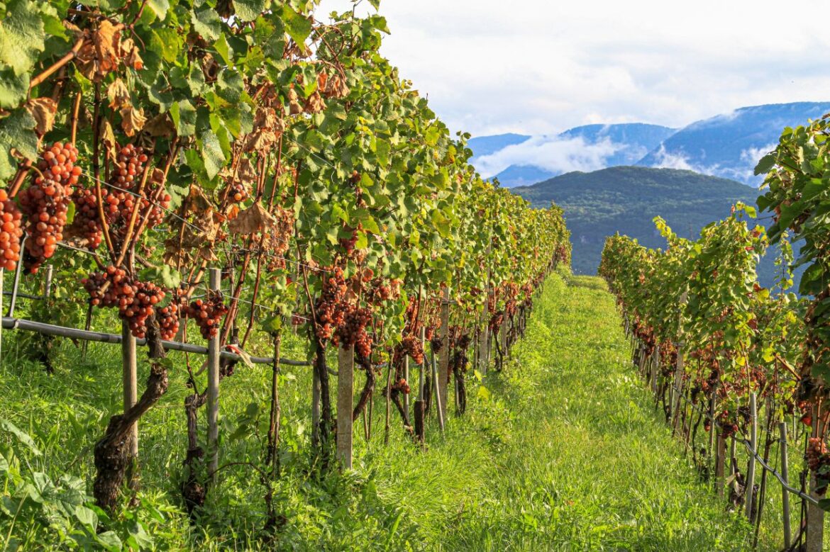 As Italy allows alcohol-free wine, might this be the month to try it? As Italy allows alcohol-free wine, might this be the month to try it?