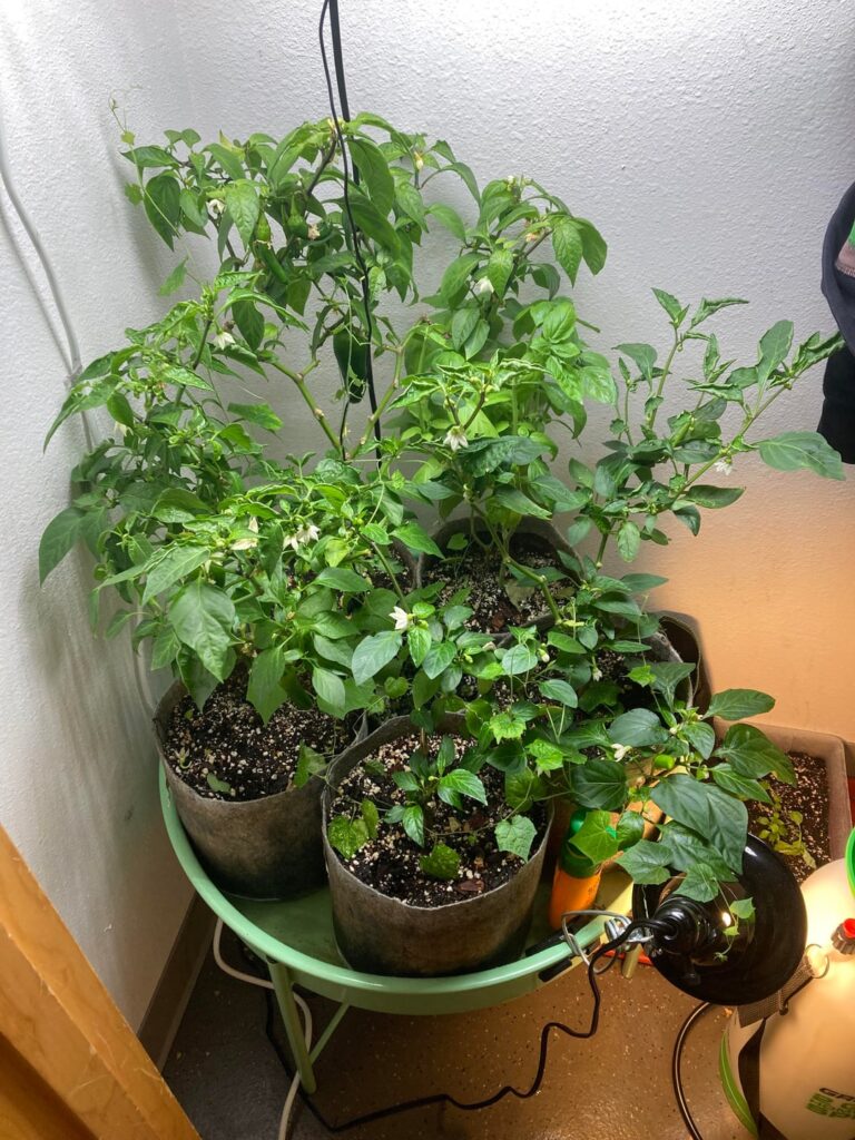 Update on my indoor peppers