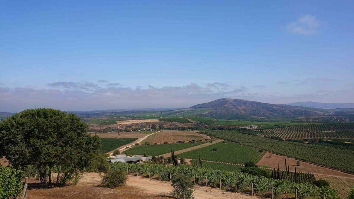 The Buyer | Mattia Scarpazza: Chile has so much for sommeliers to discover Mattia Scarpazza: Chile has so much for sommeliers to discover