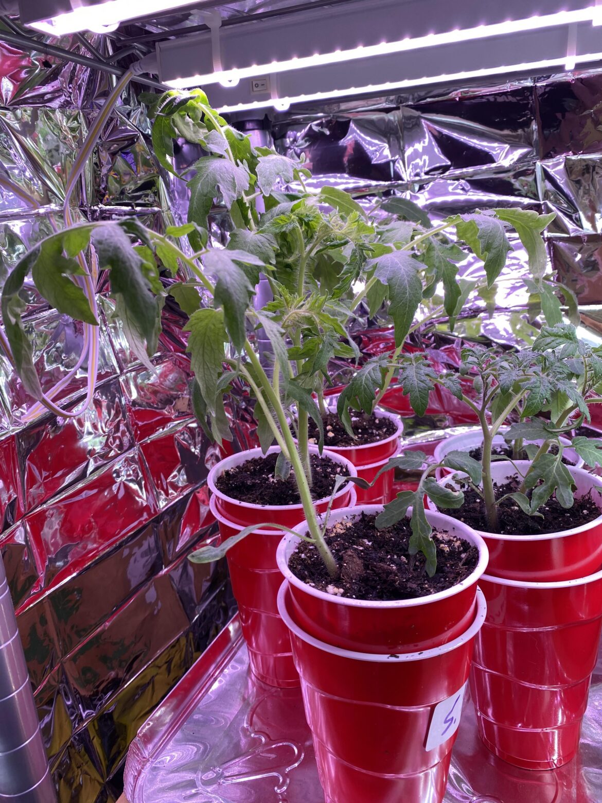 Still a month away from being planted haha.