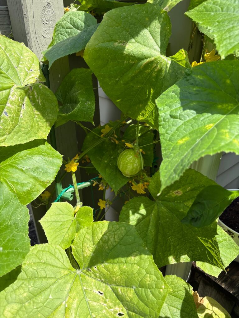 What could cause this with cucumbers?