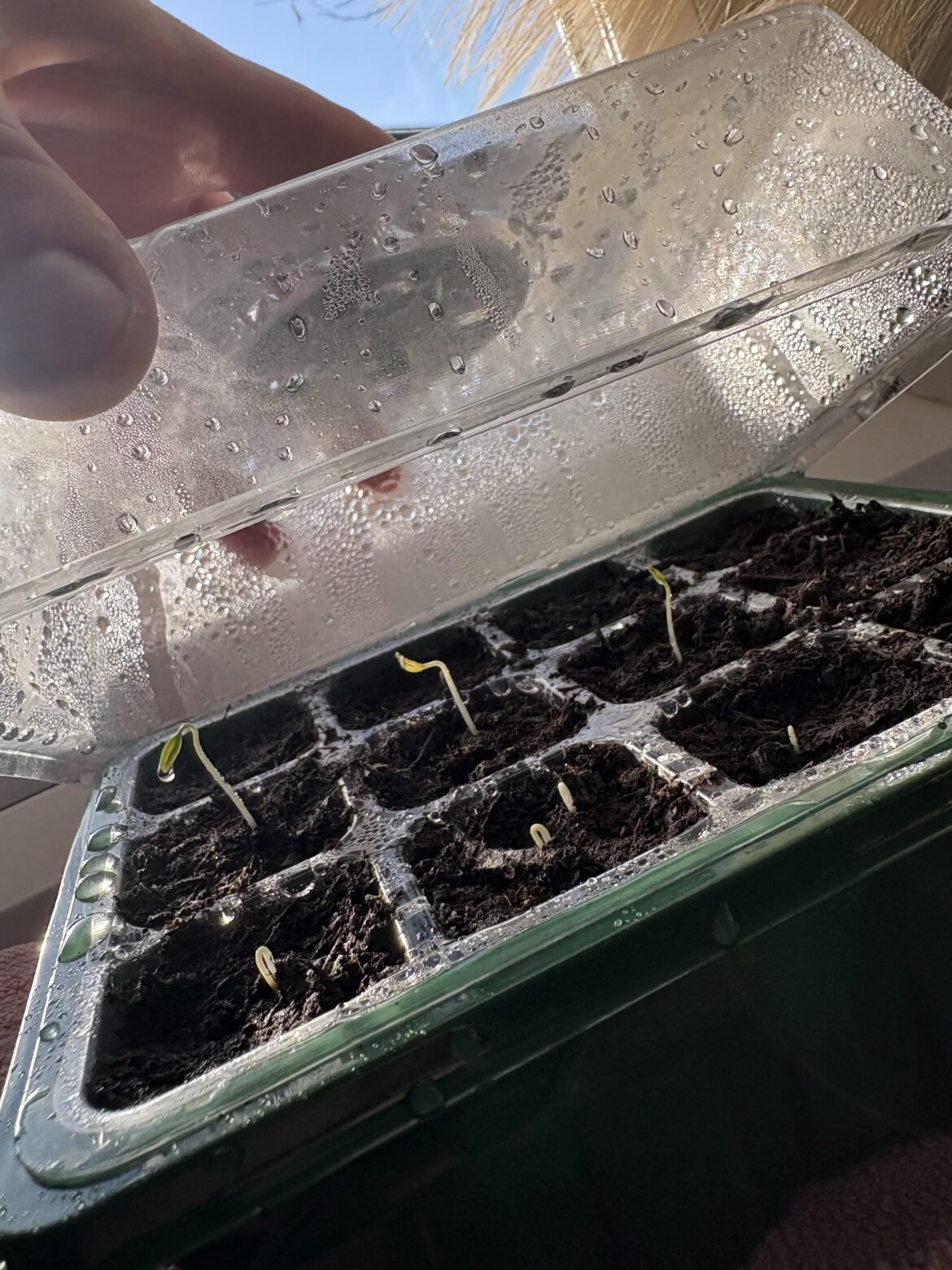 What next? Germination after 7 days