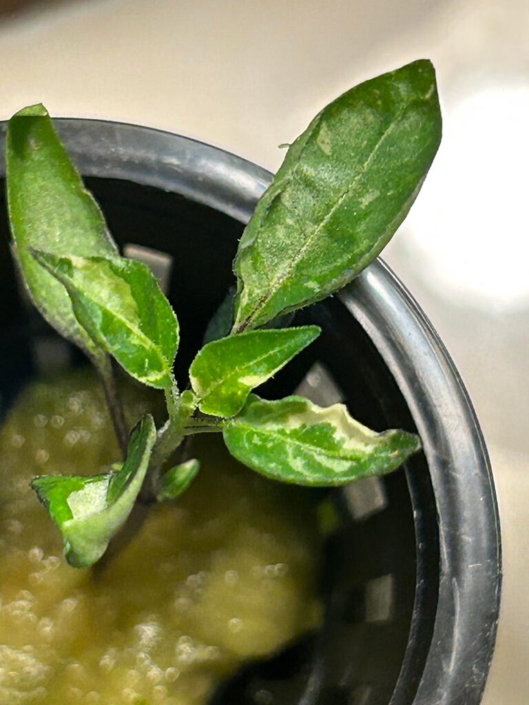 Aji Charapita variegation traits