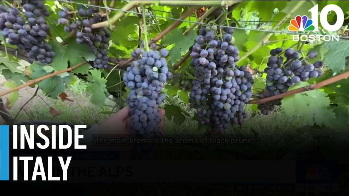 Wine in the Alps – NBC Boston