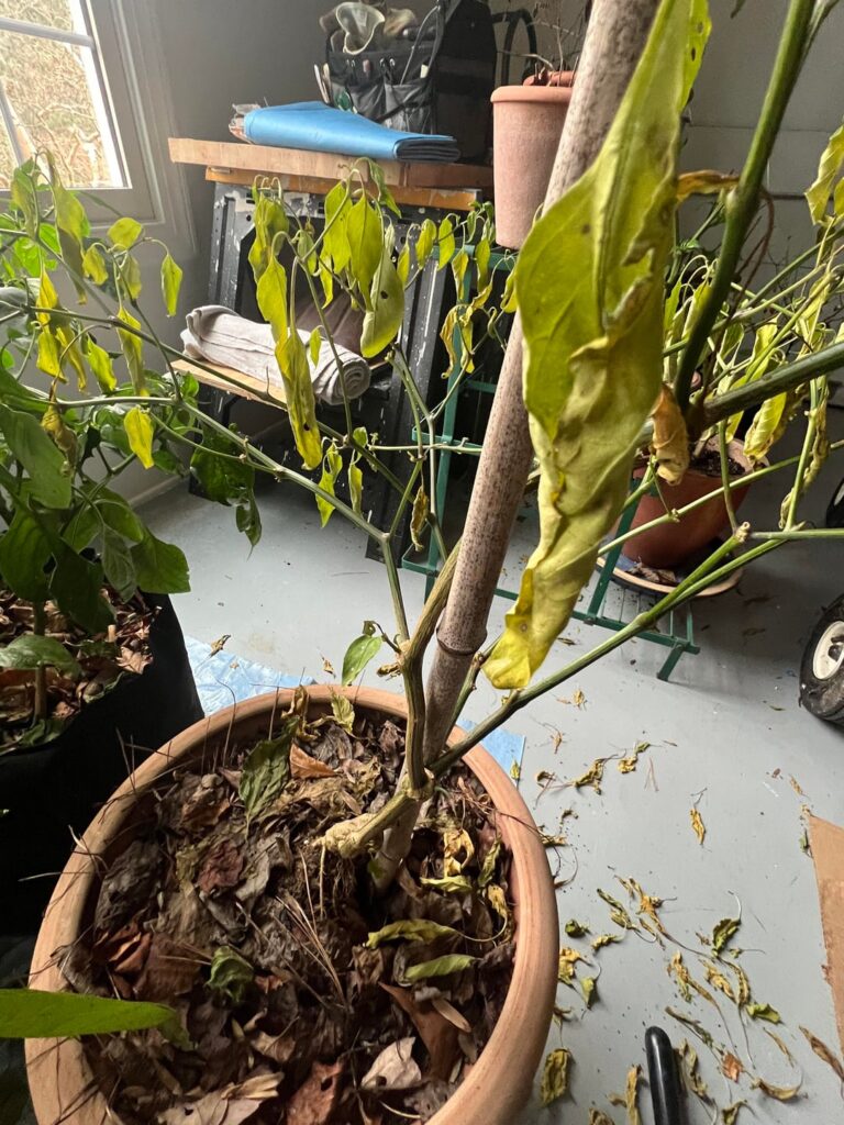 Entering dormancy - very cold early winter