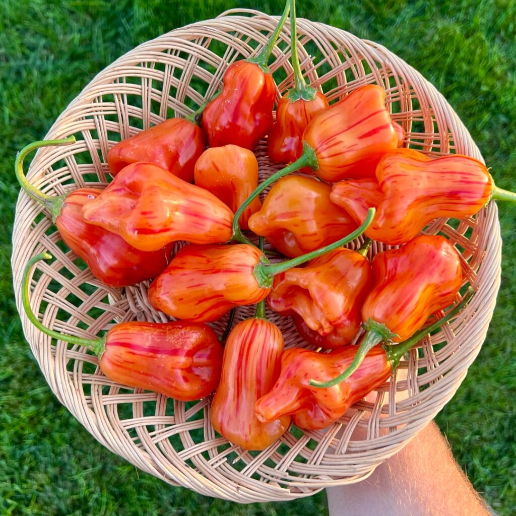 For those who love sweet wit heat, consider tangerine tiger for 2026. Crunchy thick walls with a good sweet heat