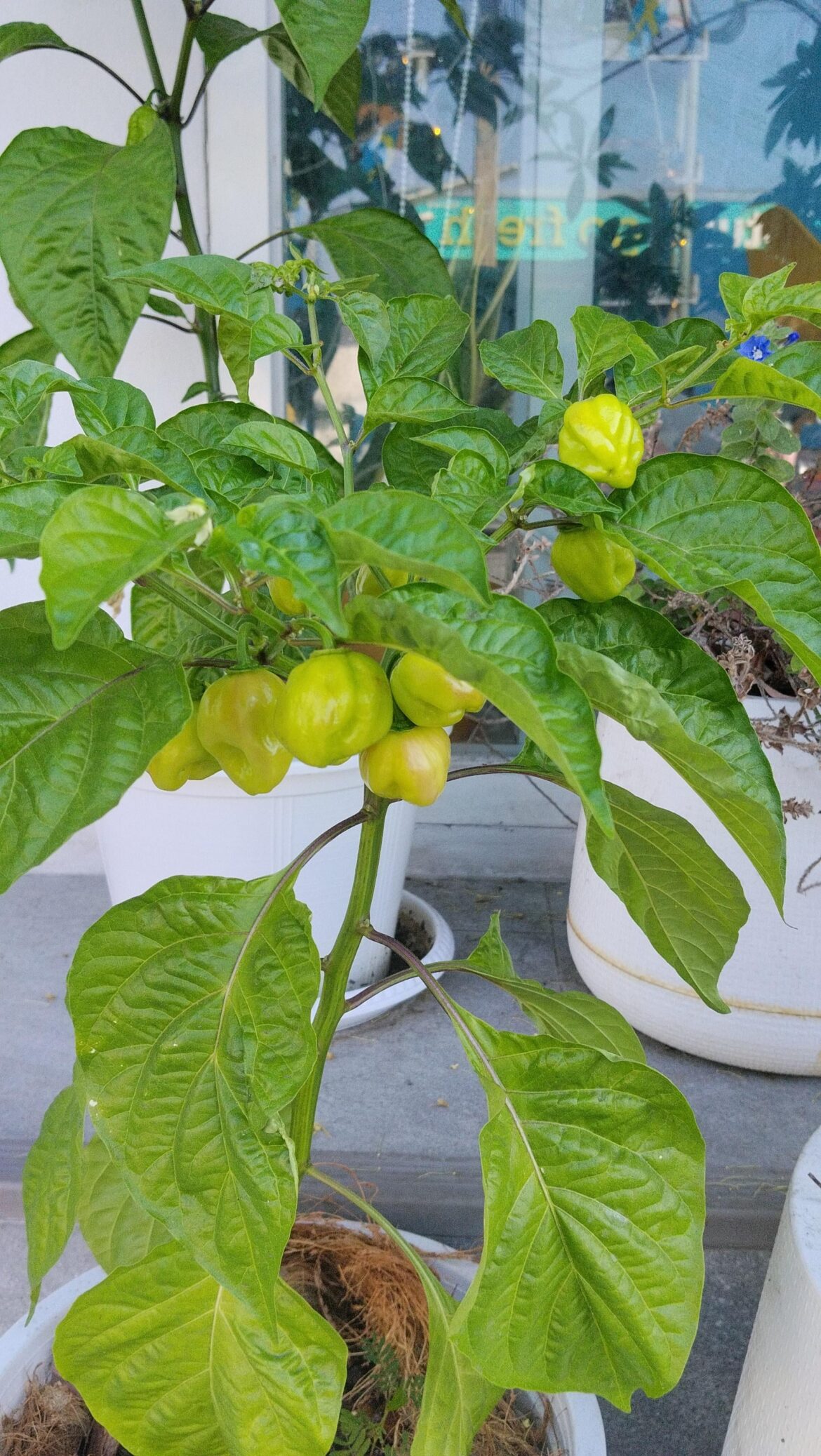 What kind of chili is this?