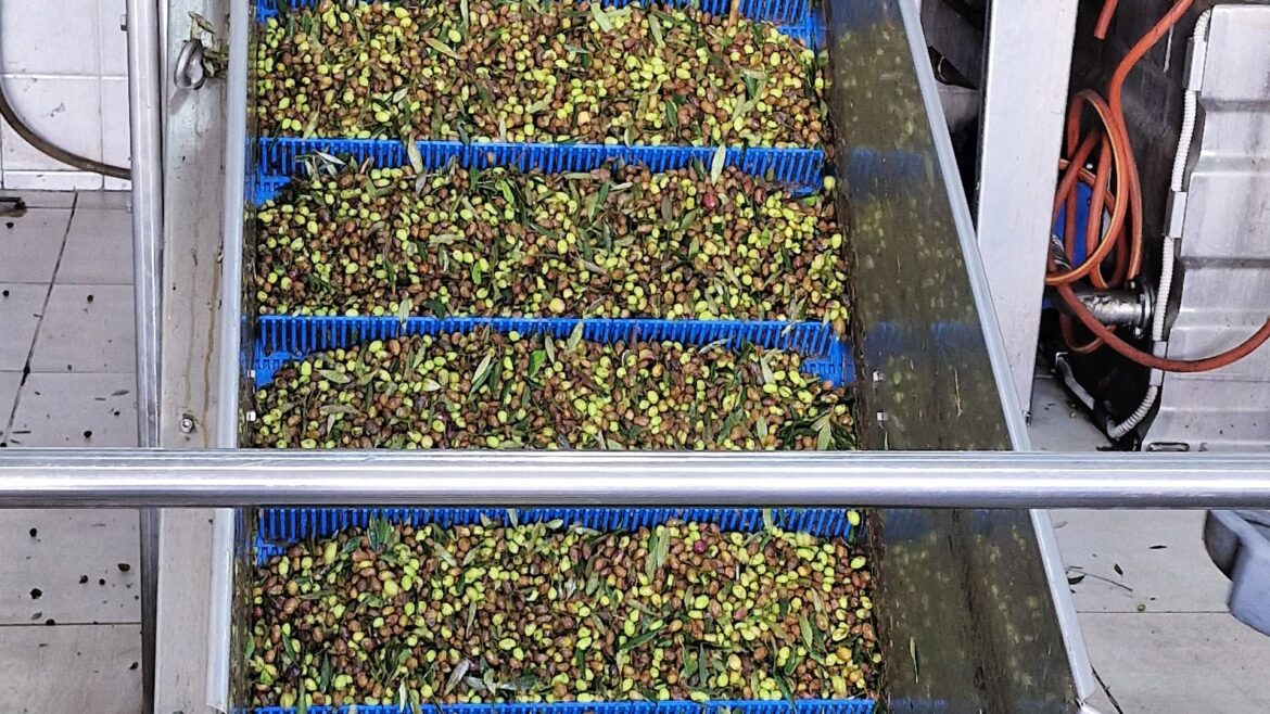 Greek Olive Growers Face Sharp Declines as Pests Ravage Harvest Olive Oil Times