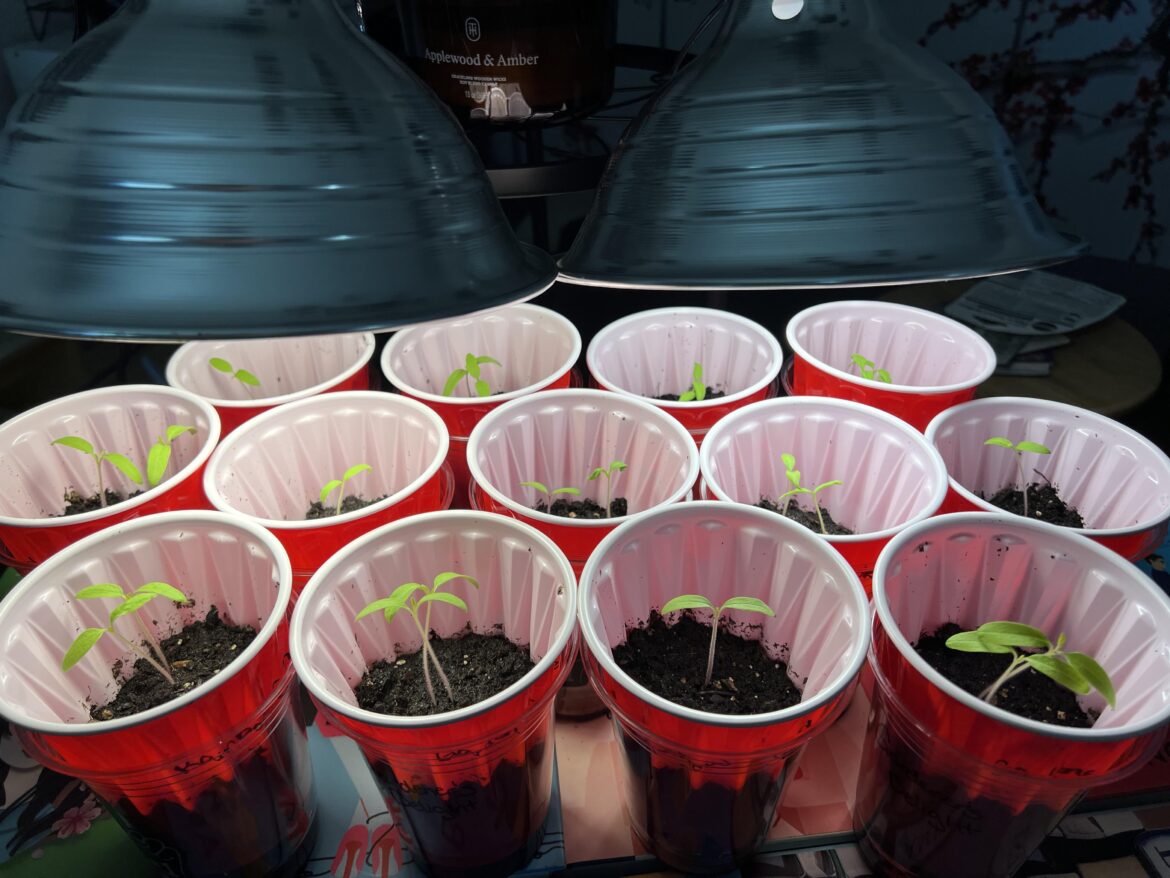 First tomato sprouts!