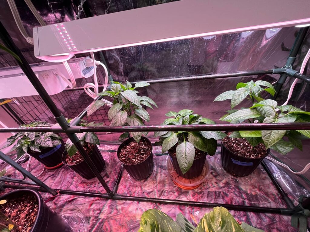 Should I cull this Habanero?