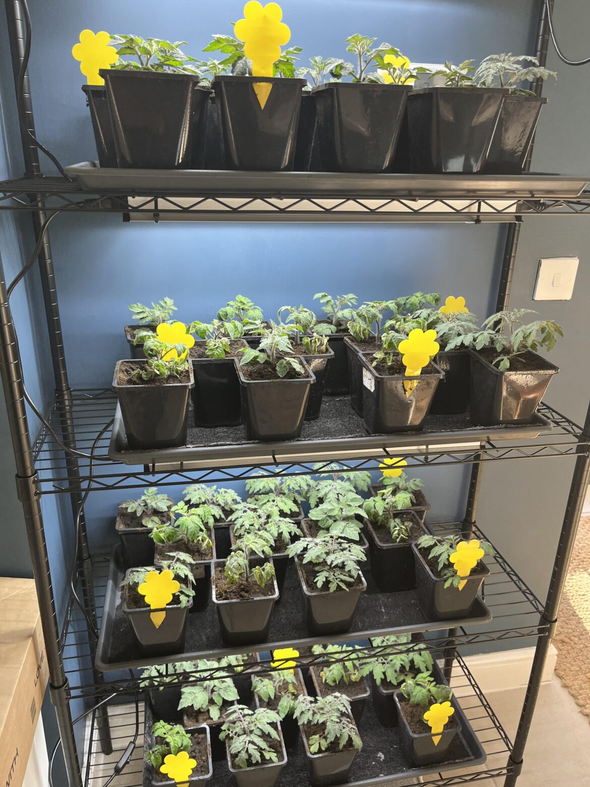 Indoor Micro Dwarf Tomatoes